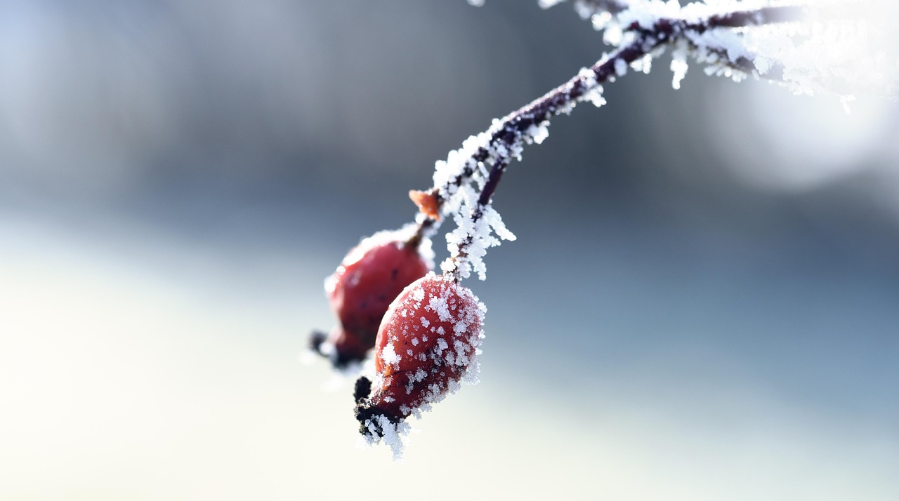 最新汇总的3D图谜雪柳推荐预测，探索神秘世界的新篇章汇总总览